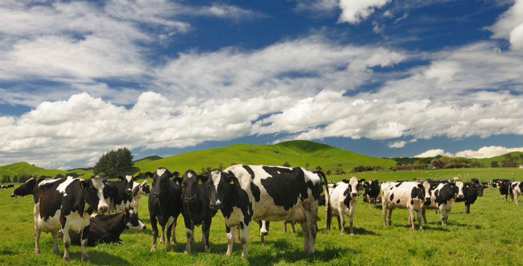 Farmers Urged To Check Shed Temperatures